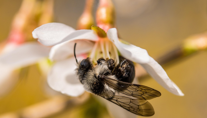 推荐一款”蜜蜂众娱拼三张开挂透视”详细开挂教程
